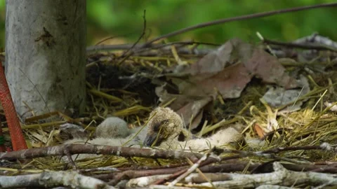 Close up of Baby storks Stock Footage 242143012