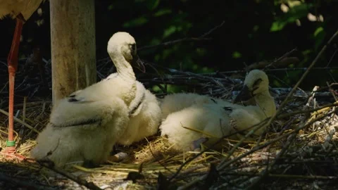 Close up of baby storks. Stock Footage 242757872