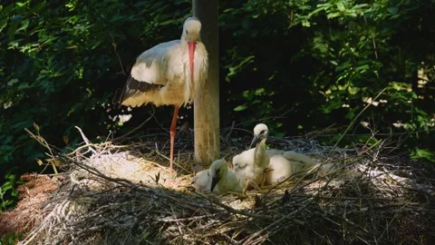 Close up of Baby storks Stock Footage 242849490