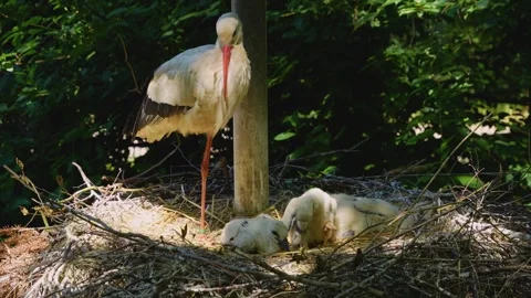 Close up of baby storks Stock Footage 242870946