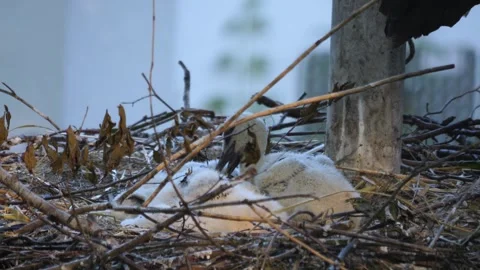  Close up of Baby storks  Stock Footage 243240294