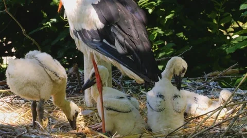 Close up of baby storks Stock Footage 243256294