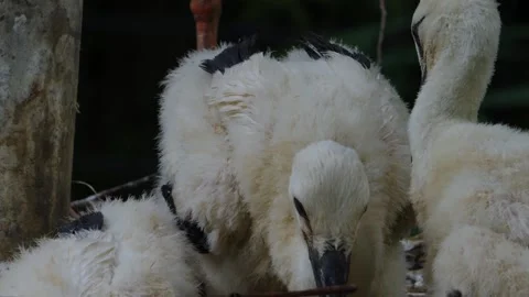 Close up of Baby storks Stock Footage 260393672