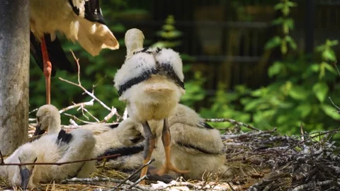 Close up Baby storks Stock Footage 260528173