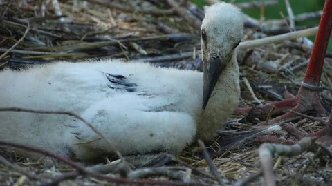 Close up of Baby storks  Stock Footage 263378534