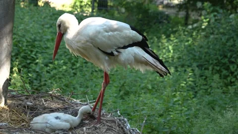 Close up of Baby storks with parent Stock Footage 262841699