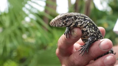 Close up of a baby tegu lizard Vidéo 345172637