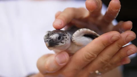 Close up of baby turtle on human hand Stock Footage 146362365