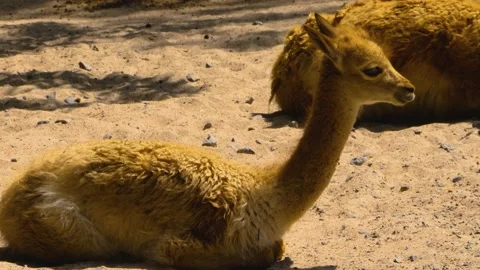 Close up of baby vicuna  Stock Footage 143199673