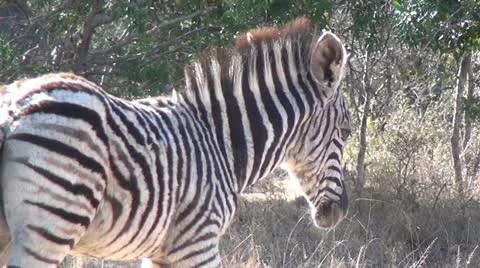 Close Up on Baby Zebra Stock Footage 10980860