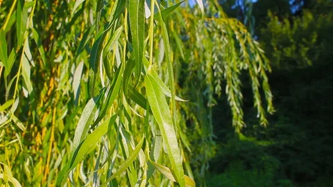 A close-up of a Babylon Weeping Willow t, Stock Video