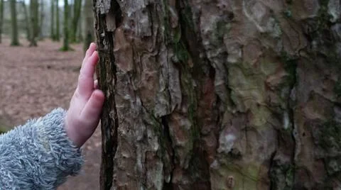 Close up of a baby's hand touching a tree trunk. Stock Photos