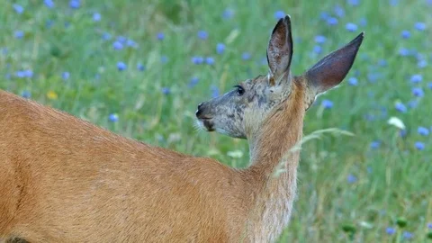 Close back from behind and raises head North American Blacktail Mule Deer Doe Stock-Footage 81605339
