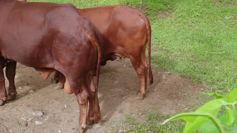 Close-up of the back of a cow. Both legs, tail, and scrotum are visible. Stock Footage 325417820