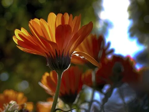 Close up back light orange flowers in the garden Stock Photos