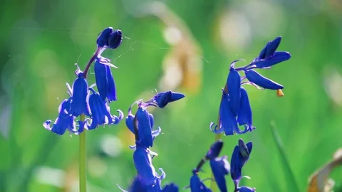 Close up on back lit bluebells with spiders web Stock-Footage 75210752