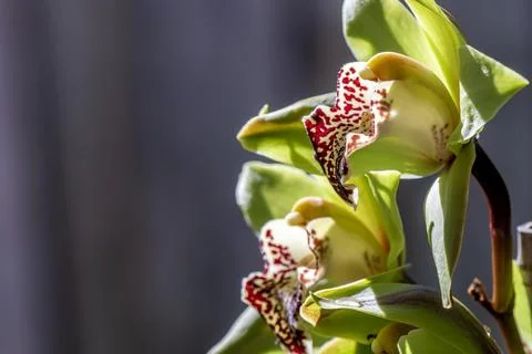 Close-up of back-lit cluster of Green Orchids 写真素材