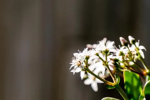 Close-up of back-lit clusters of small white flowers from a Jade Plant Stock Photos