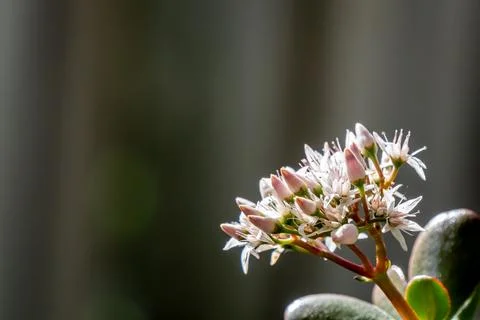 Close-up of back-lit clusters of small white flowers from a Jade Plant Foto stock