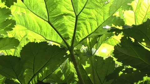 Close up of back-lit giant Gunnera Manicata leaves in Cornwall, UK Stock Footage 102473308