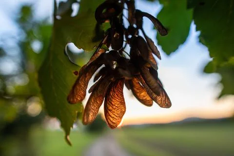 Close-up of back-lit red maple seeds. Stock Photos