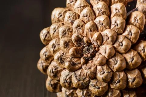 Close-up of the back of a pine cone isolated on black, showing the patterns o Stock Photos