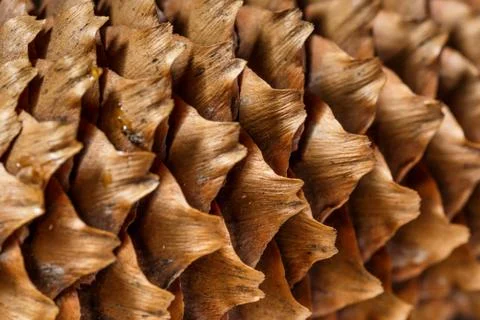 Close-up of the back of a pine cone isolated on black, showing the patterns o Stock Photos