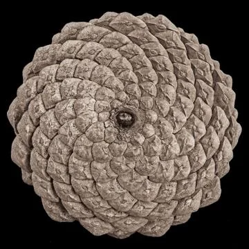 Close-up of  the back of a pine cone showing the pattern of fibonacci numbers. Stock Photos