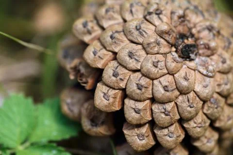 Close-up of the back of a pine cone, showing the patterns of the fibonacci nu Stock Photos