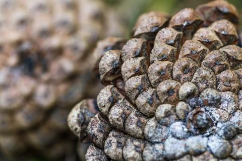 Close-up of the back of a pine cone, showing the patterns of the fibonacci nu Stock Photos