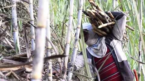 Close-up of the back of a sugar cane farmer, carrying a pile of canes to the  Stock Footage 221196095