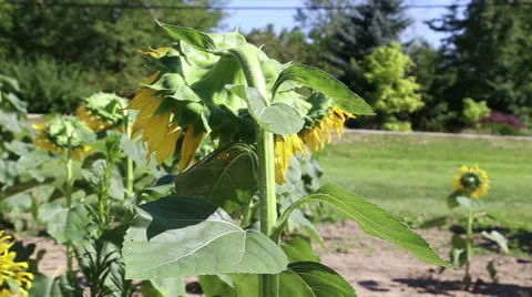 Close up of the back of a sunflower Video stock 42134405