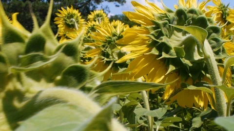 Close up of back of sunflowers and bee on sunflower Stock Footage 99116849