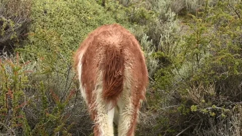 Close up on a back of a wild guanaco eating bushes and fruits in South America Stock-Footage 268453369