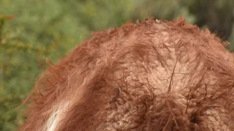 Close up on a back of a wild guanaco with fur moving on the wind in Patagonia Stock Footage 271541122