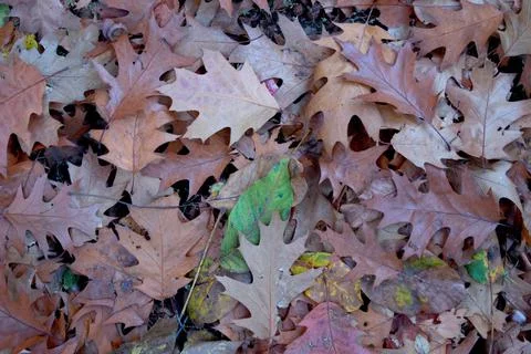 Close-up background of autumn leaves of different colors. Stock Photos