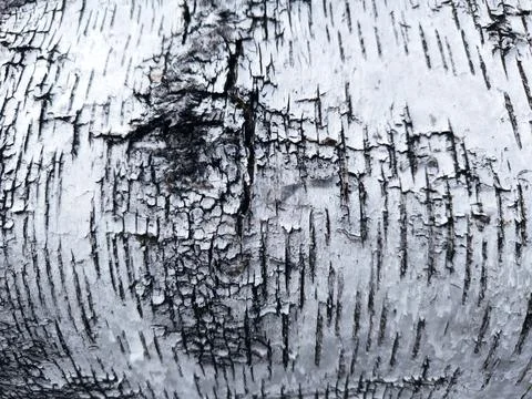 Close-up background birch bark black and white. Pattern of the Silver Birch.. 스톡 사진