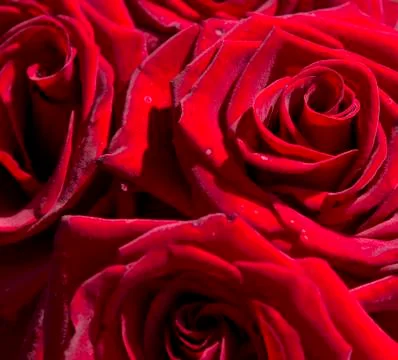 Close-up background of blossoming red roses Stock Photos