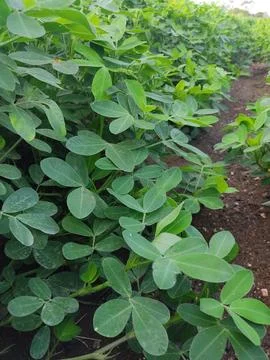 Close?-up background of bright green peanut leaves. Growing groundnut seeds.. Stock Photos