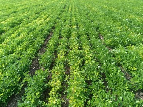 Close?-up background of bright green peanut leaves. Growing groundnut seeds.. Stock-Fotos