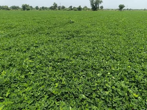 Close?-up background of bright green peanut leaves. Growing groundnut seeds.. Stock Photos
