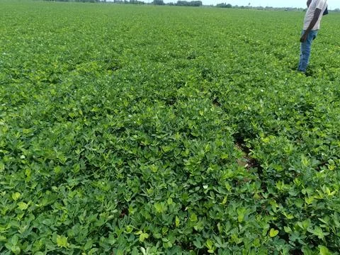 Close?-up background of bright green peanut leaves. Growing groundnut seeds.. Foto stock