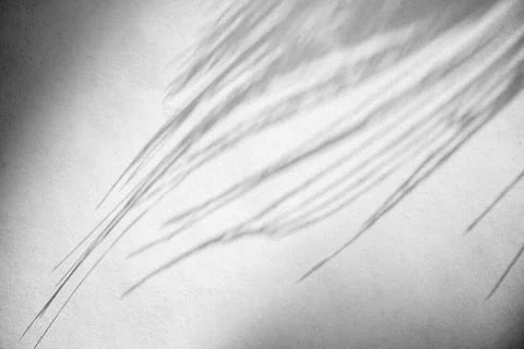 Close up background, bright white texture with floral shadows, perfect for ba Stock Photos