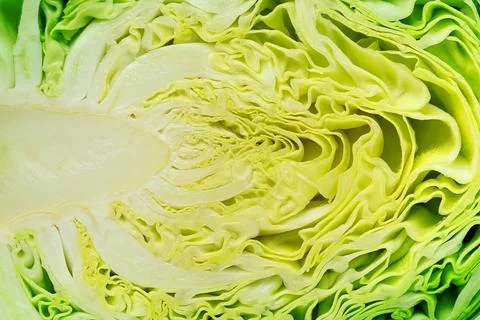 Close up background of cut cabbage. Leaves texture. Stock Photos