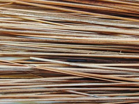 Close-up Background of Dried Coconut Leaf Ribs for Traditional Broom Making Stock-Fotos