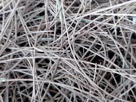 Close up background of dried pine needles texture. Stock Photos