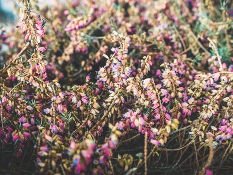 Close up background of dryed Common Heather Ling Scotch Heather Calluna vulgaris Stock Photos