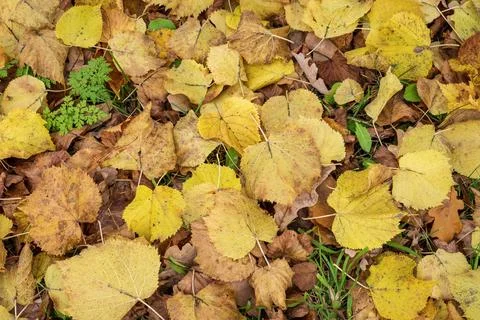 Close-up background of fallen autumn birch leaves. Stock Photos