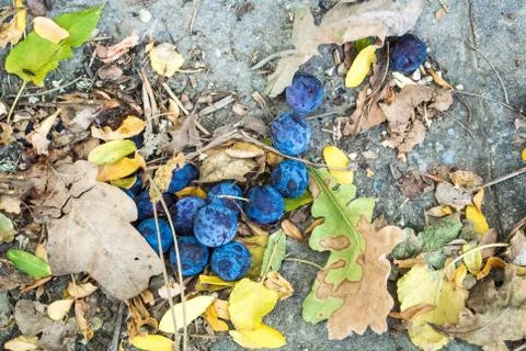Close up background of fallen ripe blue purple plums and dry autumn leaves on Stock Photos