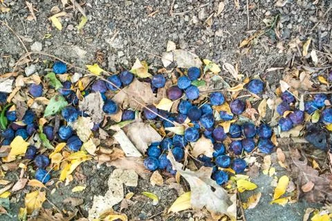 Close up background of fallen ripe blue purple plums and dry autumn leaves on Stock Photos